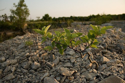 Planta em ambiente inóspito